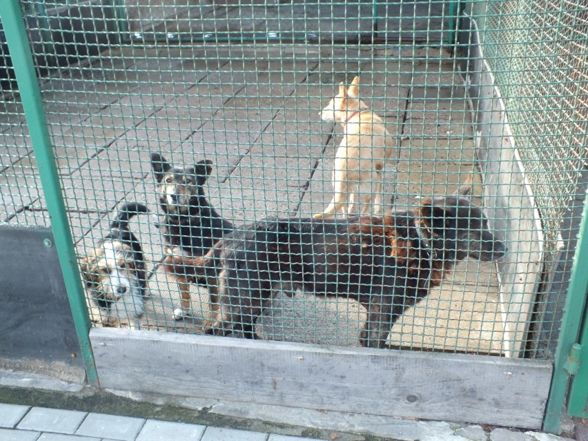 Schronisko dla zwierząt w Jastrzębiu-Zdroju: Zimno doskwiera psom, adoptuj je
