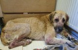 Psa uratowała mieszkanka Czchowa. Nie zawahała się mu pomóc, choć leczenie jest kosztowne. Kobieta samotnie wychowuje sześcioro dzieci