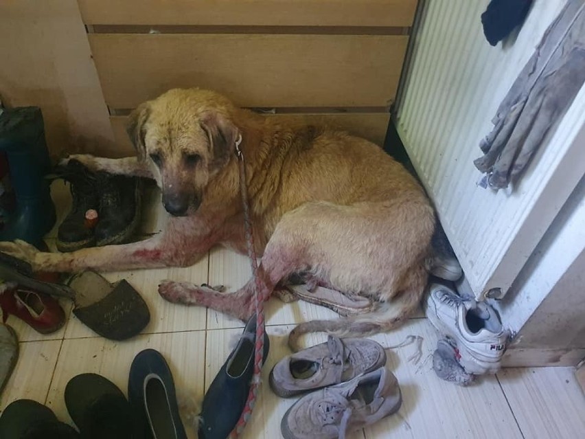 Psa uratowała mieszkanka Czchowa. Nie zawahała się mu pomóc, choć leczenie jest kosztowne. Kobieta samotnie wychowuje sześcioro dzieci
