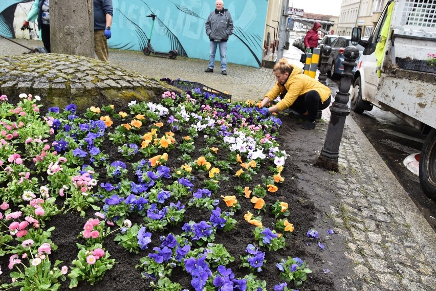 Sadzenie 11,5 tys. kwiatów potrwa do 5 kwietnia.