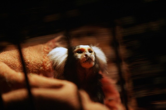 Małpki marmozety białouche zadomowiły się w Legnickiej Palmiarni.