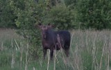 Sochonie. Łoś zbliżył się do domów i skubał liście (wideo)