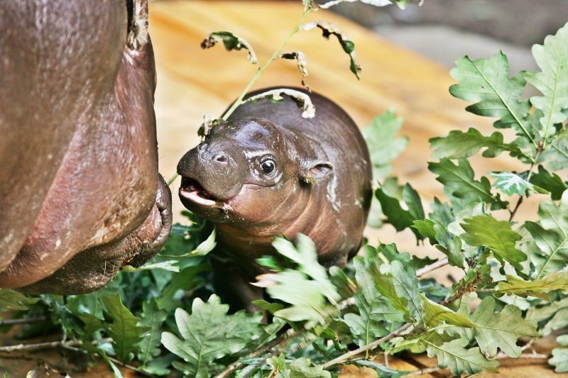 Hipopotam – gatunek dużego, przeważnie roślinożernego ssaka,...