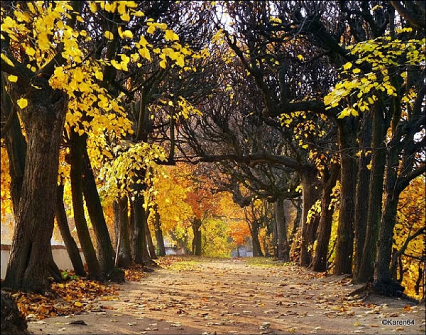 Jesień w Parku Oliwskim