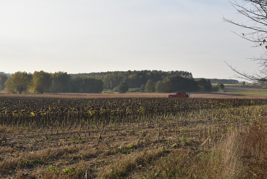 Gmina Gniezno. Zachwycające pole słoneczników skoszone! Czy taka uprawa się opłaca?