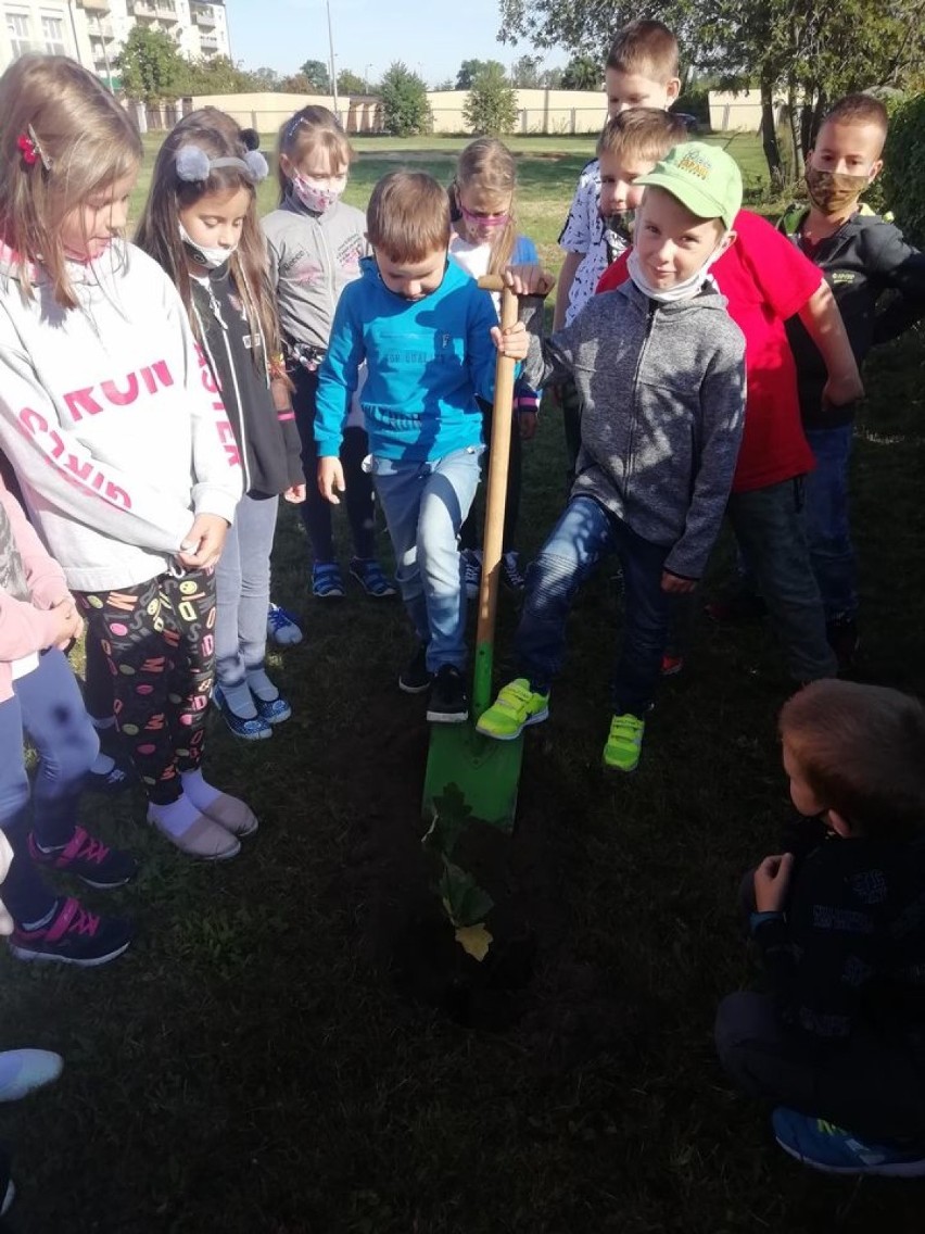 Uczniowie Szkoły Podstawowej nr 2 w Wieluniu sadzili drzewa...