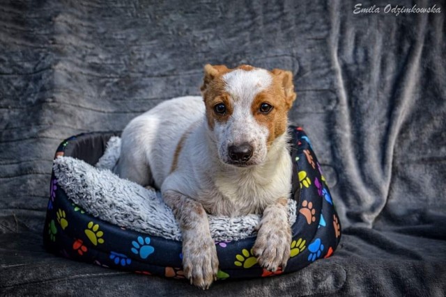 Na własny dom i rodzinę czeka między innymi Rio, psi dziecko. Na kolejnych zdjęciach w galerii psy z radomskiego schroniska, które czekają na adopcję.