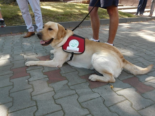Fundacja Ami organizuje szkolenie psów dla niepełnosprawnych...