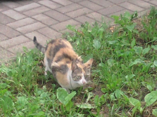 Kotka od kilku dni przebywa na ul. Wyszyńskiego w Zielonej Górze. Zostałą porzucona właśnie tam wraz z małym kociakiem. Czy ktoś ją może zna?