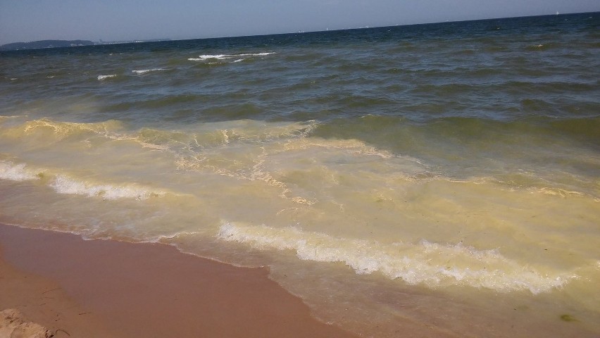 Żółty osad w morzu można było zauważyć m.in. na plaży w...