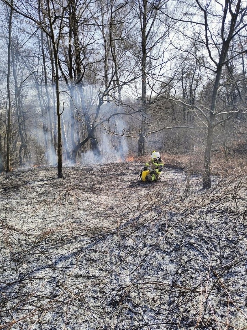 Z pożarem traw walczyli dziś też m.in. strażacy ochotnicy z...