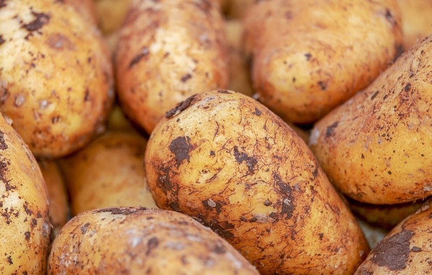 Jedzenie ziemniaków w nadmiernej ilości może prowadzić do...
