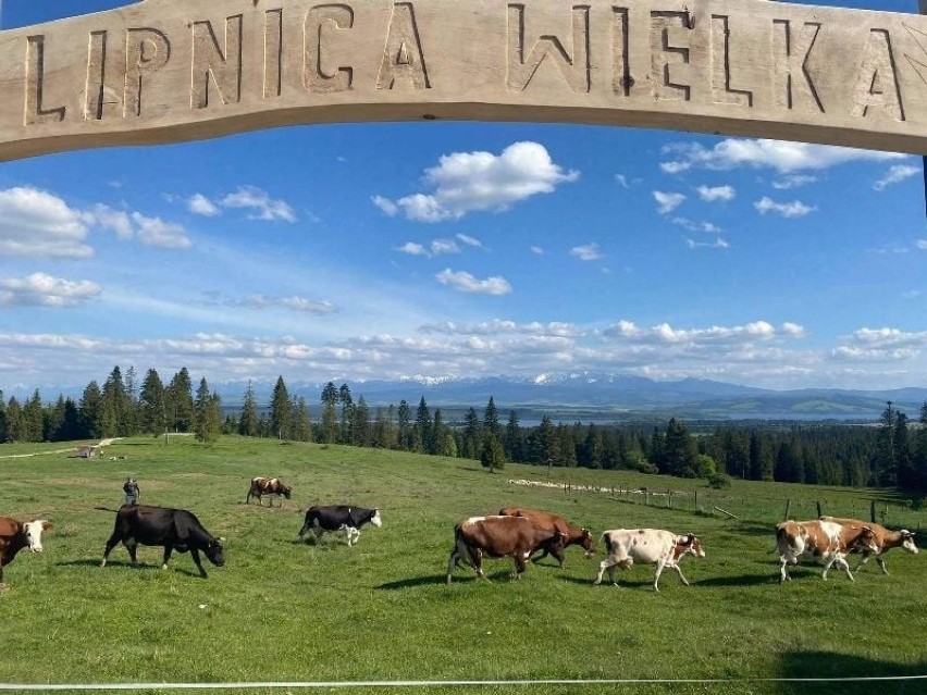 Orawa. Nowa atrakcja z widokiem na panoramę Tatr. Na Marysinej Polanie pod Babią Góra stanął Anioł Niepodległości [ZDJĘCIA]