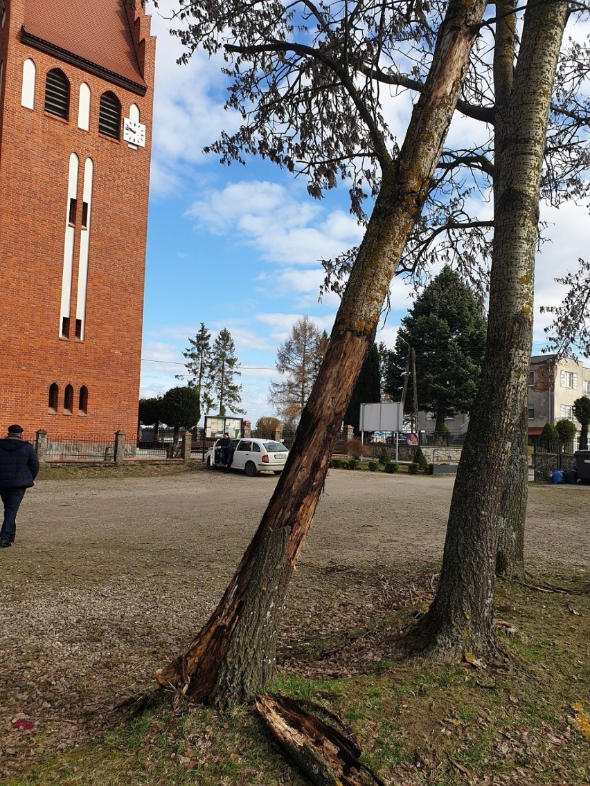 Niebezpiecznie pochylone drzewo nieopodal kościoła w Hopowie