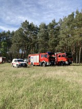 Pierwszy pożar lasu w tym roku w powiecie międzychodzkim. Spłonęło 30 arów