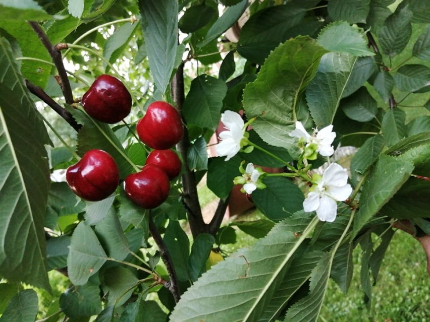 Na drzewku czereśniowym są dojrzałe owoce i kwiatki.