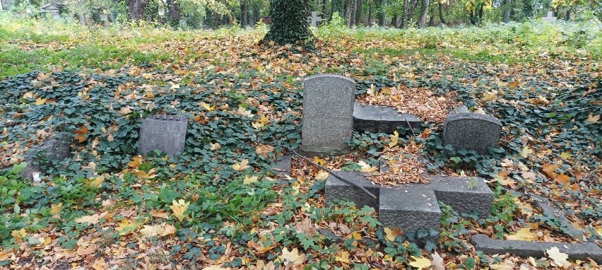 Były Ewangelicki Cmentarz w Dzierżoniowie robi...