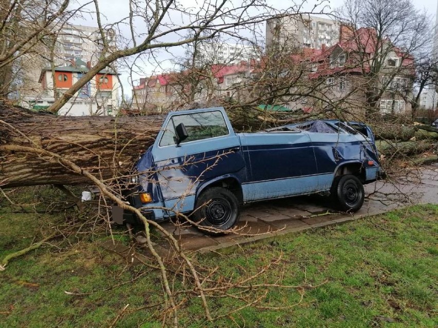 Kołobrzeg: Orkan Sabina szalał, drzewo zmiażdżyło auto. Ubezpieczyciel nie widzi powodu do wypłaty odszkodowania