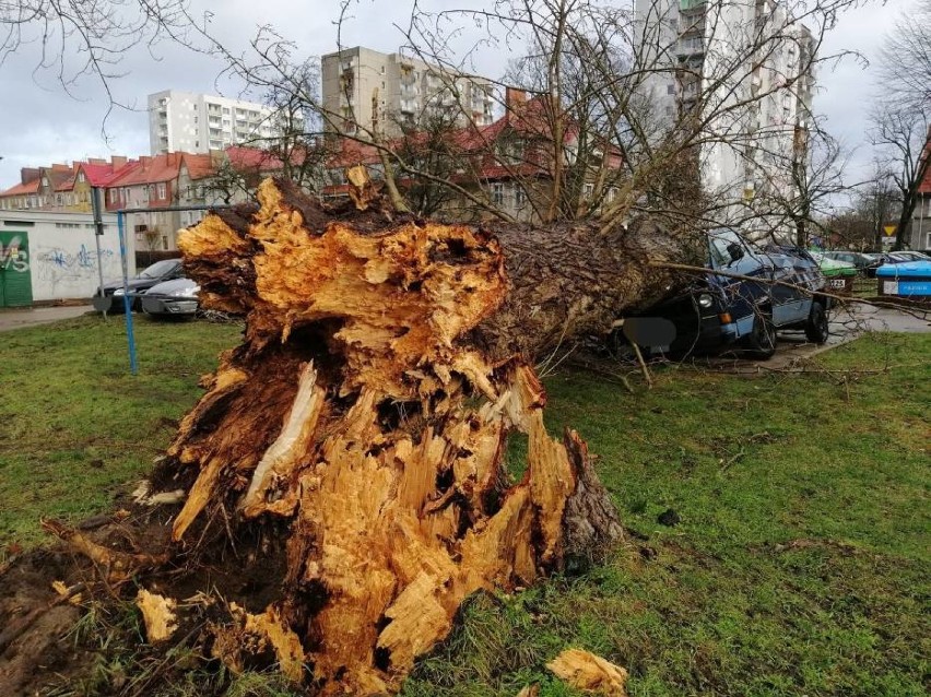 Kołobrzeg: Orkan Sabina szalał, drzewo zmiażdżyło auto. Ubezpieczyciel nie widzi powodu do wypłaty odszkodowania