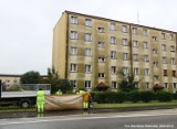 Okazały klon przy ul. Lwowskiej w Tarnowie jednak wycięty. Protesty nie powstrzymały wyroku urzędników