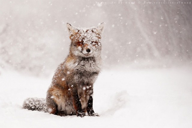 Lisy szaleją na śniegu. Zobaczcie niezwykłe zdjęcia Roeselien Raimond