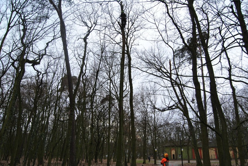 Wycinka drzew w kościańskim Parku Miejskim   