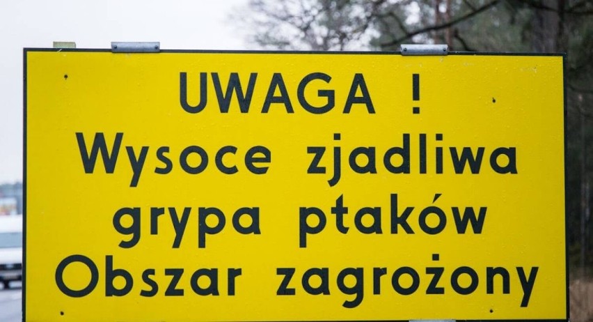 Ptasia grypa coraz bliżej. W powiecie wieluńskim wyznaczono obszar zagrożony i zapowietrzony