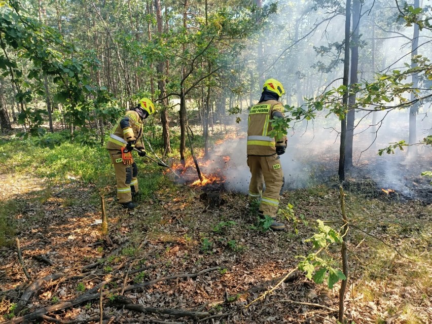 Strażacy z gminy Kamieńsk gasili pożar poszycia leśnego przy DK 1