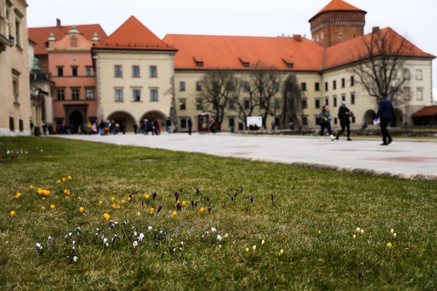 W Krakowie zakwitły pierwsze krokusy