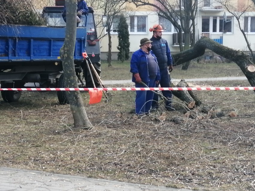 Spór o wycinkę drzew między mieszkańcami a SSM w Skierniewicach