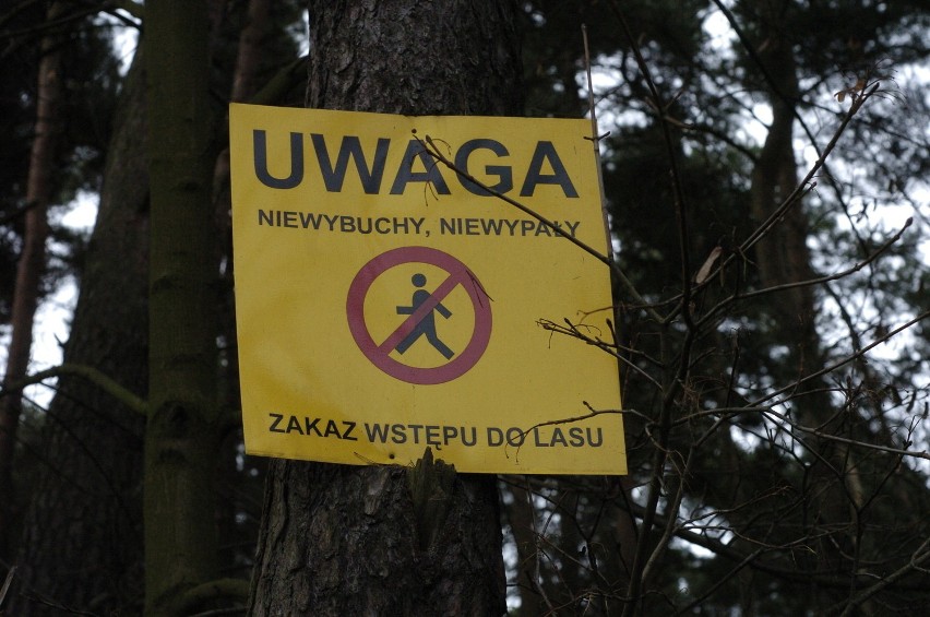 Ponad 80-hektarowy las leżący między Koziegłowami a Kicinem...