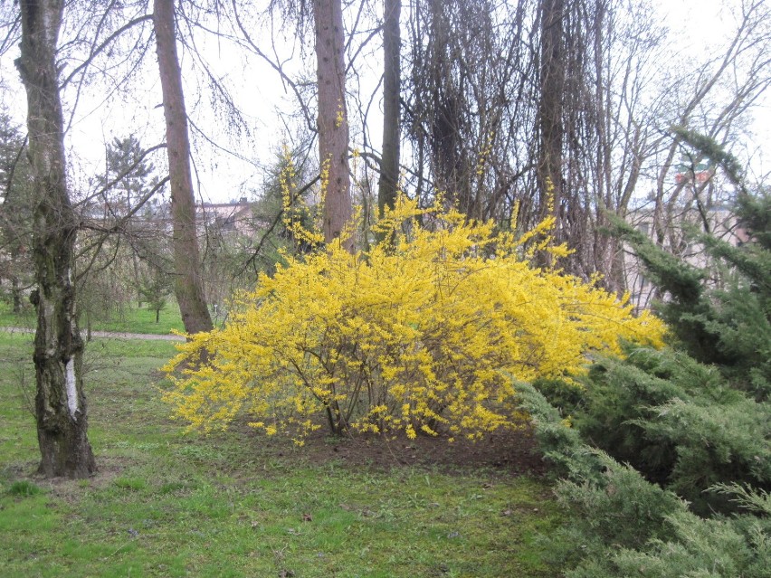 Ogród Botaniczny UMCS będzie czynny już w Wielkanoc