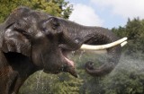 Słonie wracają do śląskiego zoo! Scott i Ned za kilka tygodni przyjadą z Londynu
