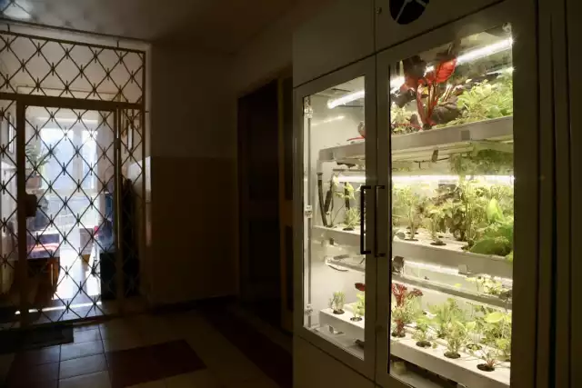 W nowoczesnych ogródkach mieszkańcy uprawiają m.in. pomidory, bazylię, czy szczypiorek. Ten norweski eksperyment jest pierwszą w Polsce uprawą roślin jadalnych w budynku mieszkalnym.