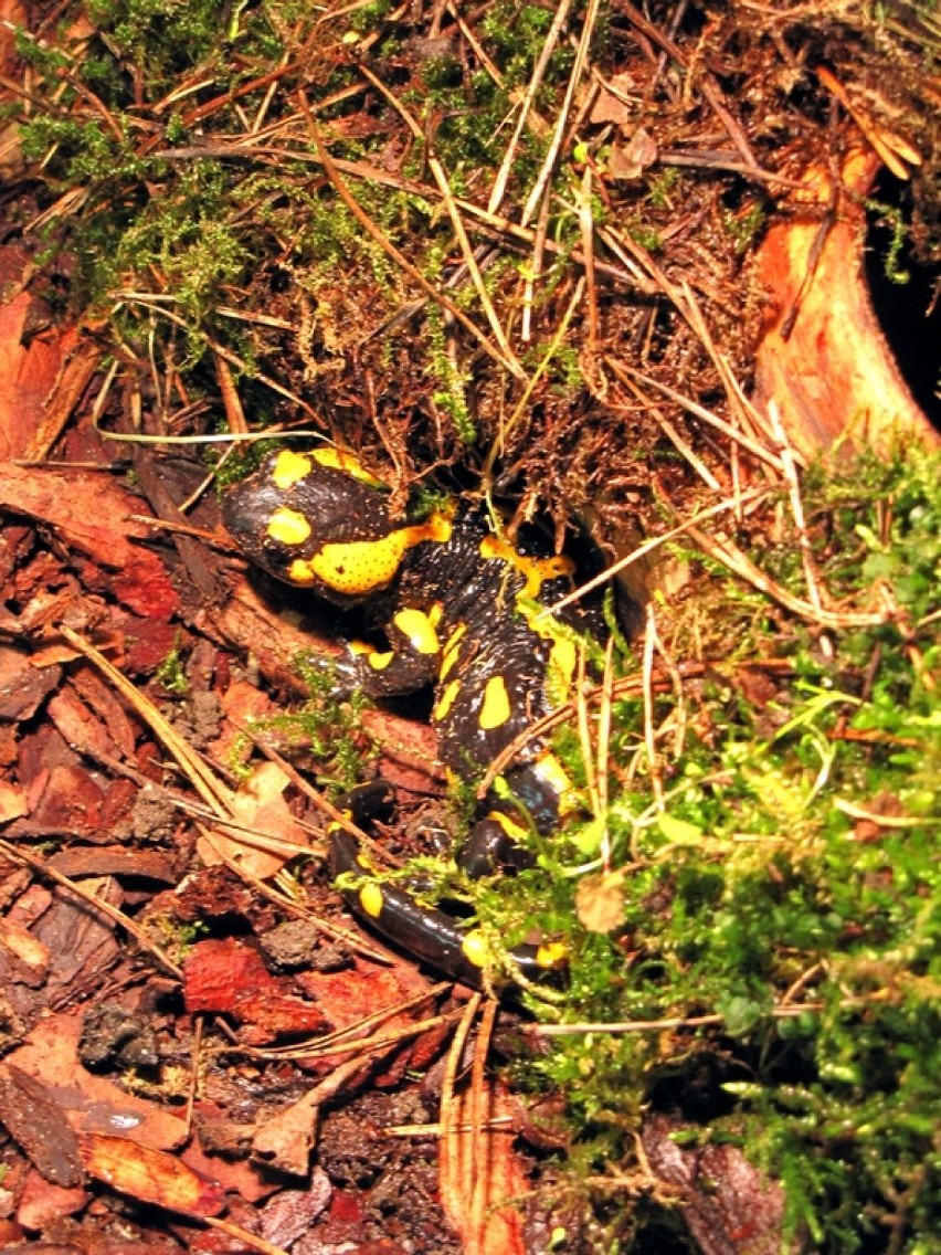 Salamandra plamista - osobnik dorosły