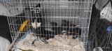 Zaniedbana suka ze szczeniakami odebrana właścicielce z Jeleniej Góry. Zwierzęta w ogóle nie wychodziły na dwór