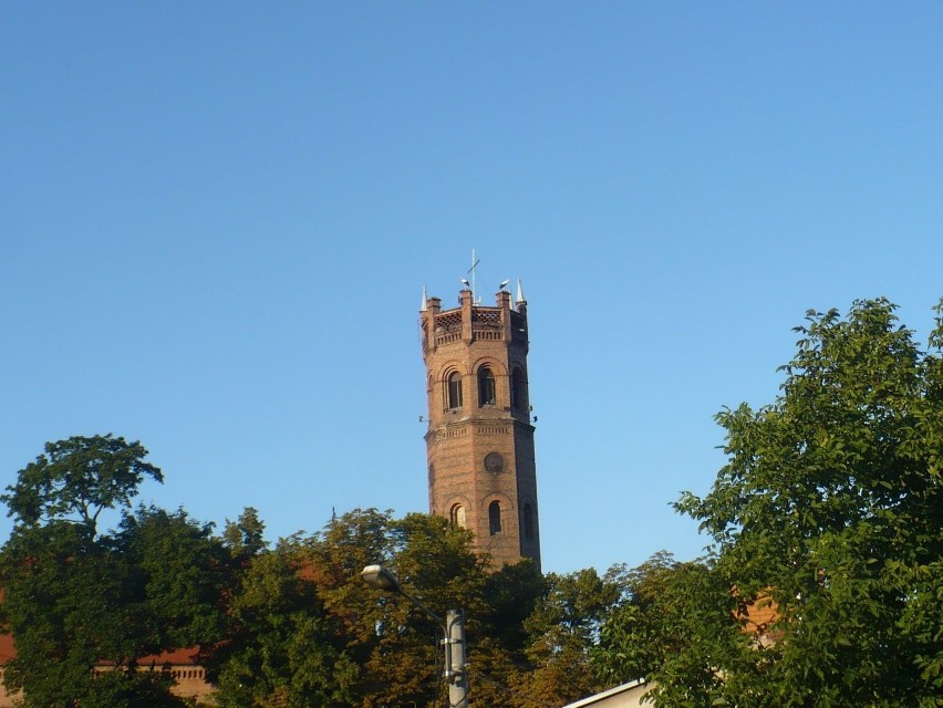 Młode bociany na kościelnej wieży w Skwierzynie.