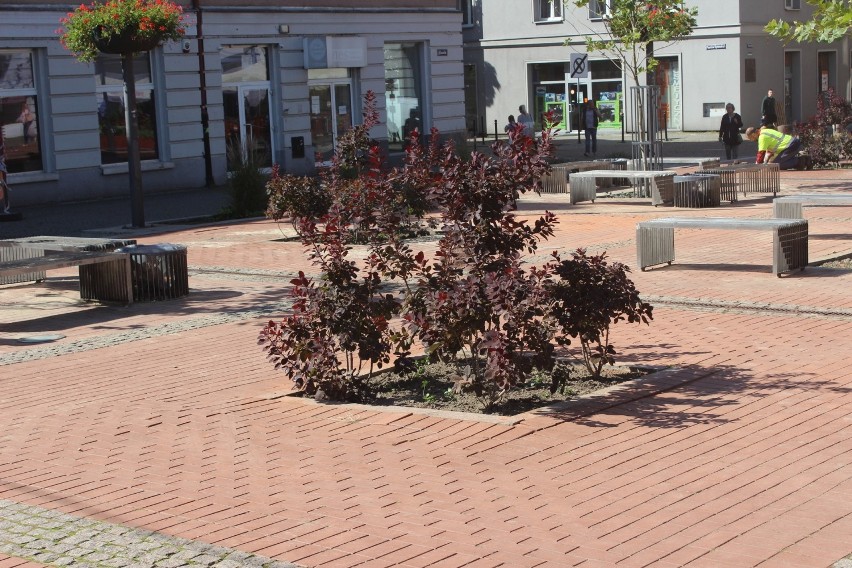 Bytomski Rynek znów się zazielenił. Pojawiły się nowe ławki,...