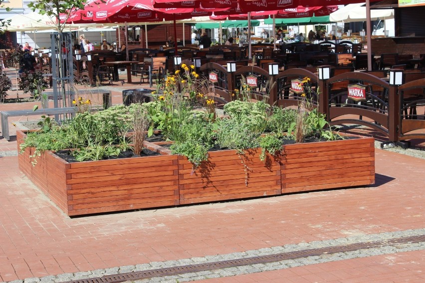 Bytomski Rynek znów się zazielenił. Pojawiły się nowe ławki,...