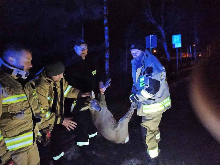 Strażacy z Okuninki uratowali życie młodemu koziołkowi (ZDJĘCIA)
