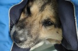 Gdynia: Baltik uratowany dwa lata temu. Powstaje książka o psie dryfującym na krze lodowej