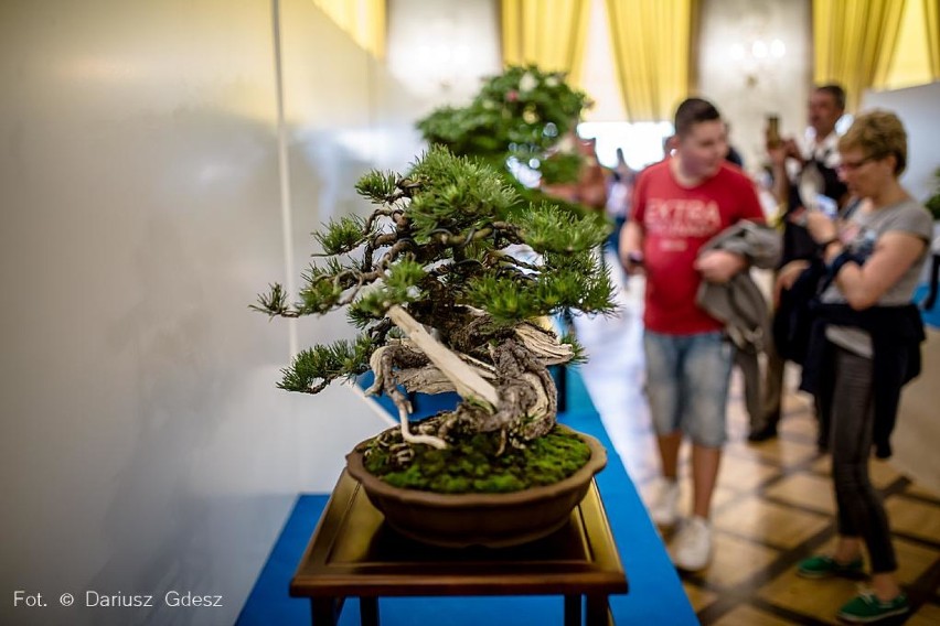 „Festiwal Kwiatów i Sztuki” na zamku Książ: Narodowa Wystawa Bonsai [ZDJĘCIA]