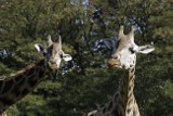 Żyrafom z łódzkiego zoo będzie cieplej