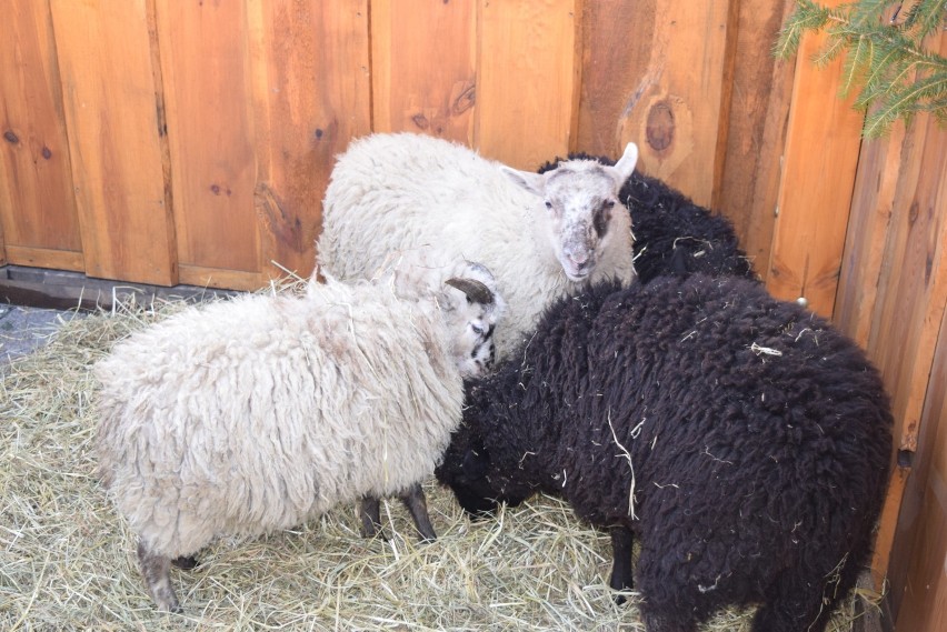 W szopce na Rynku pojawiły się żywe owieczki 