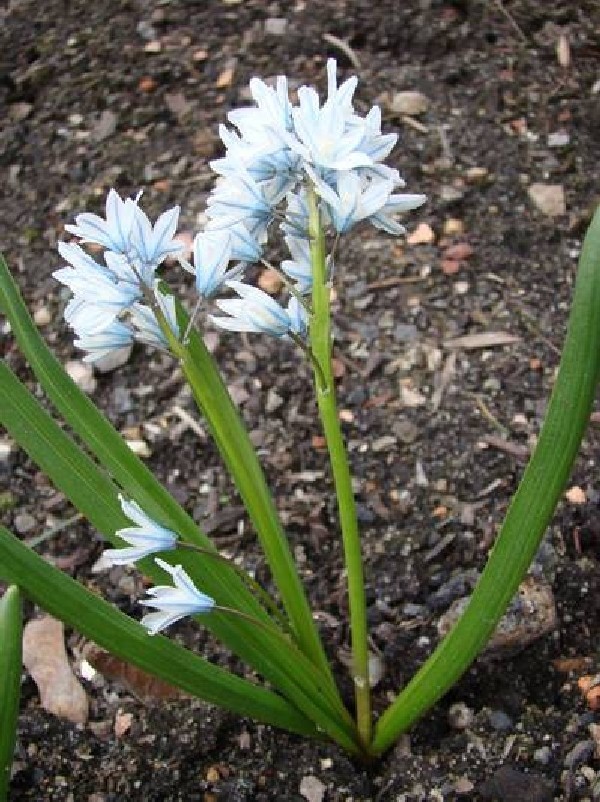 Ogród Botaniczny w Zabrzu zakwitł na wiosnę [ZDJĘCIA]