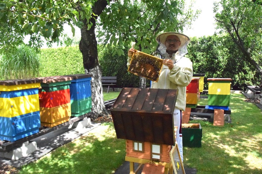 Z wizytą u pszczelarza w Rogoźnej. Co otrzymujemy z pracy pszczół? ZDJĘCIA I WIDEO