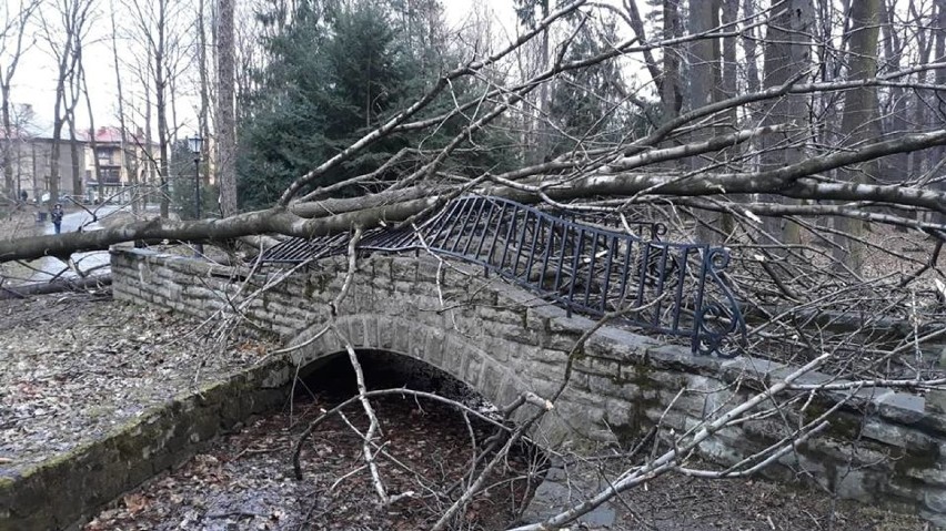 Zniszczony park w Żywcu