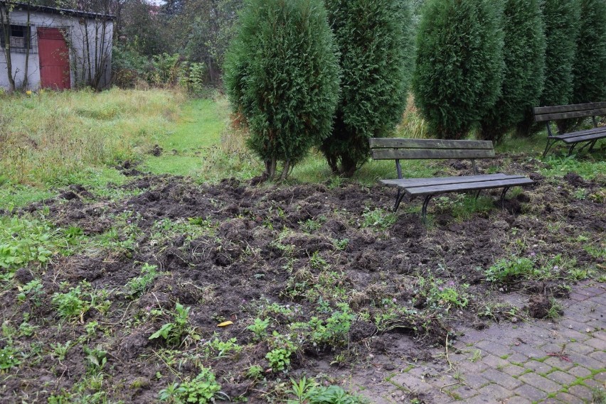 Okolica w Ciągowicach jest kompletnie zryta przez dziki.