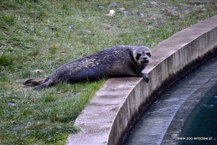 Foki wprowadziły się do wrocławskiego zoo [zdjęcia]