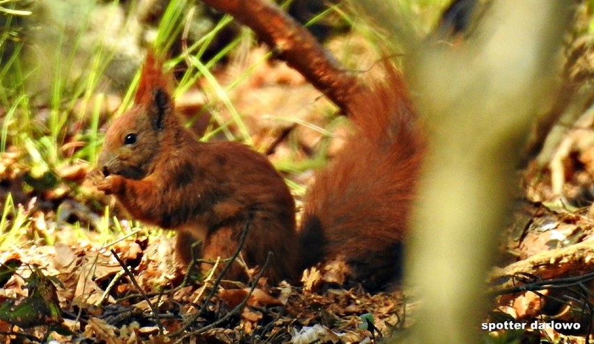 Gwiazda darłowskich parków - wiewiórka, która harcuje wśród drzew [ZDJĘCIA]
